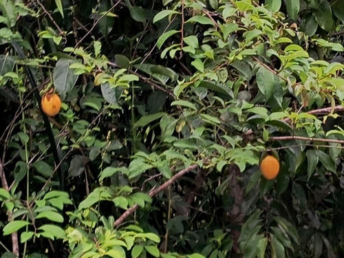 Passiflora nitida, photograph 1