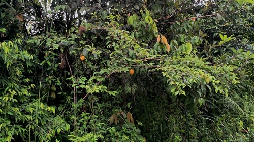 Passiflora nitida, photograph 2
