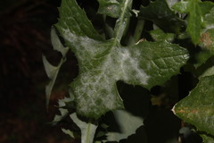 Golovinomyces sonchicola