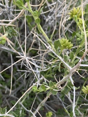 Amphipappus fremontii