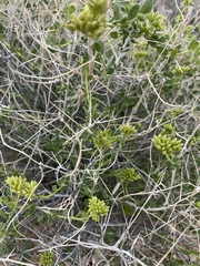 Amphipappus fremontii