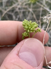 Amphipappus fremontii