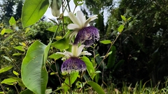 Passiflora nitida