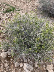 Amphipappus fremontii