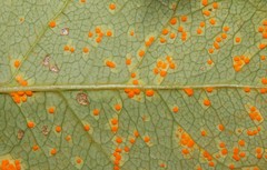 Phragmidium tuberculatum