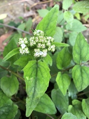 Valeriana hsui