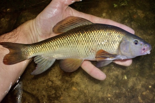 Beek-zuigkarper (Erimyzon oblongus) — Catostomidae — 2