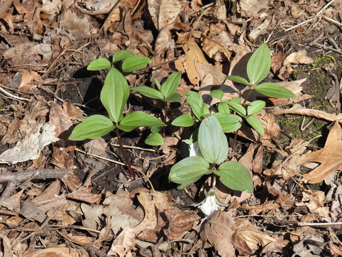 Trillium nivale, photograph 6