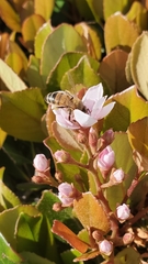 Apis mellifera