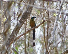 Momotus subrufescens