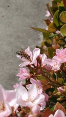 Apis mellifera