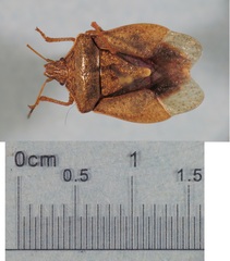 Euschistus servus euschistoides