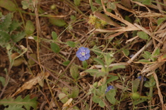 Evolvulus alsinoides angustifolius