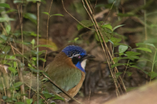 Pitta-like Ground-Roller