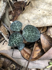 Anoectochilus formosanus