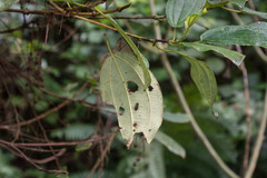 Dichaetanthera cordifolia
