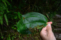 Dichaetanthera cordifolia