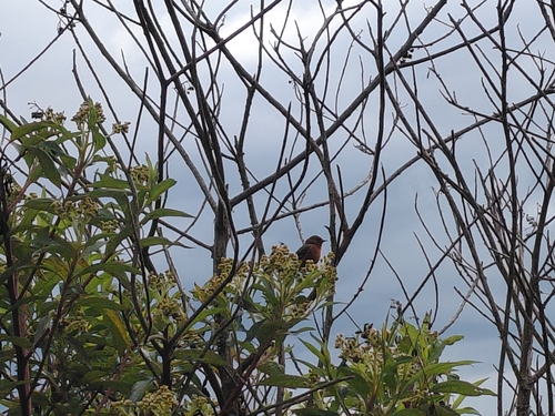 Rufous-browed Conebill