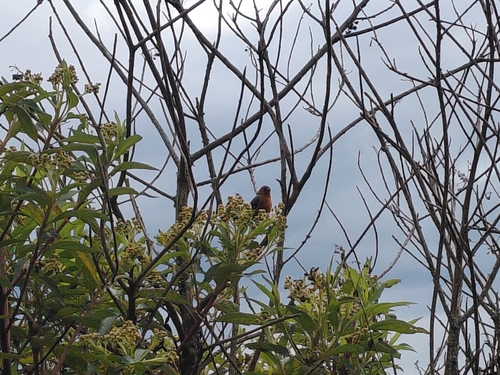 Rufous-browed Conebill (Conirostrum rufum), photo 8