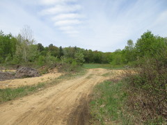 Euschistus servus euschistoides