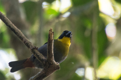 Ploceus nelicourvi