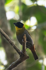 Ploceus nelicourvi