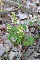 Corydalis cava marschalliana