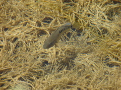 Herichthys minckleyi