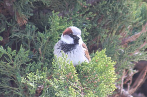 House Sparrow photographed in Oregon
