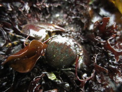 Petrolisthes cinctipes