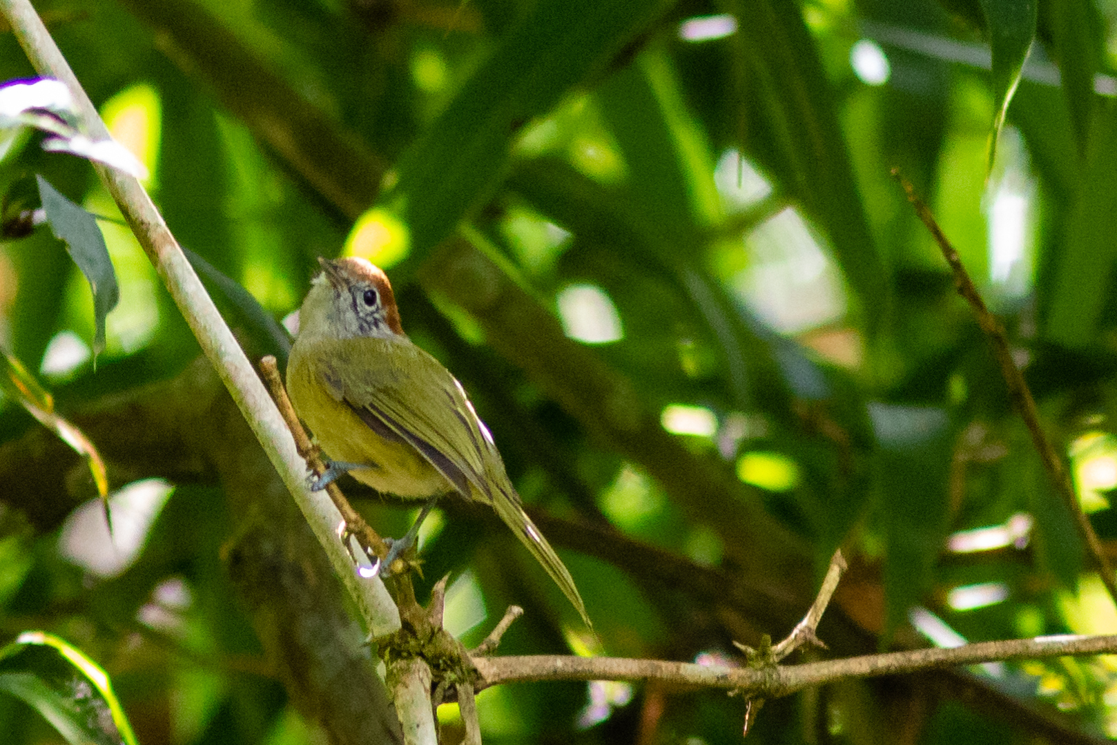 Rufous-crowned Greenlet (Hylophilus poicilotis), photo 8