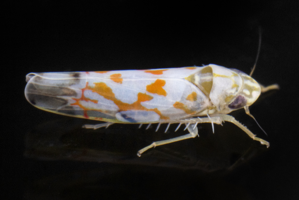Erythroneura delicata