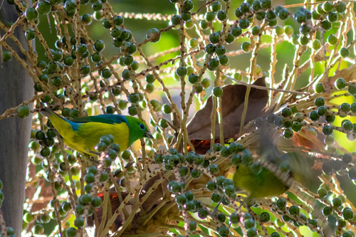 Blue-naped Chlorophonia (Chlorophonia cyanea)