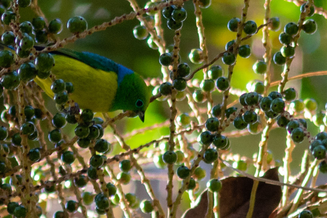 Blue-naped Chlorophonia (Chlorophonia cyanea), photo 4