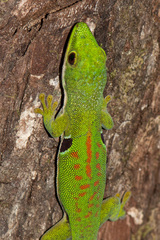 Phelsuma quadriocellata
