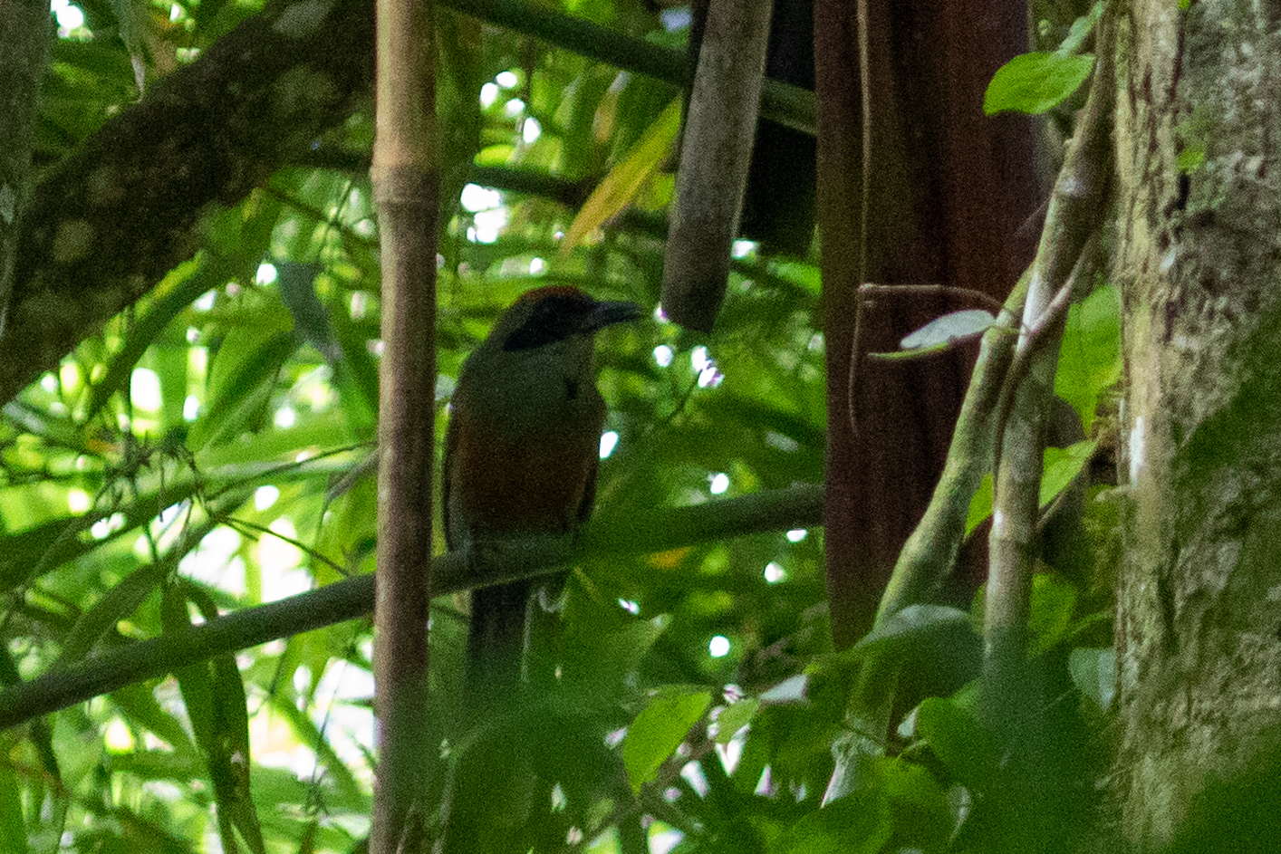 Rufous-capped Motmot (Baryphthengus ruficapillus), photo 7