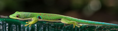 Phelsuma quadriocellata