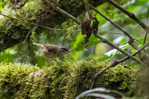 Riverbank Warbler (Myiothlypis rivularis)
