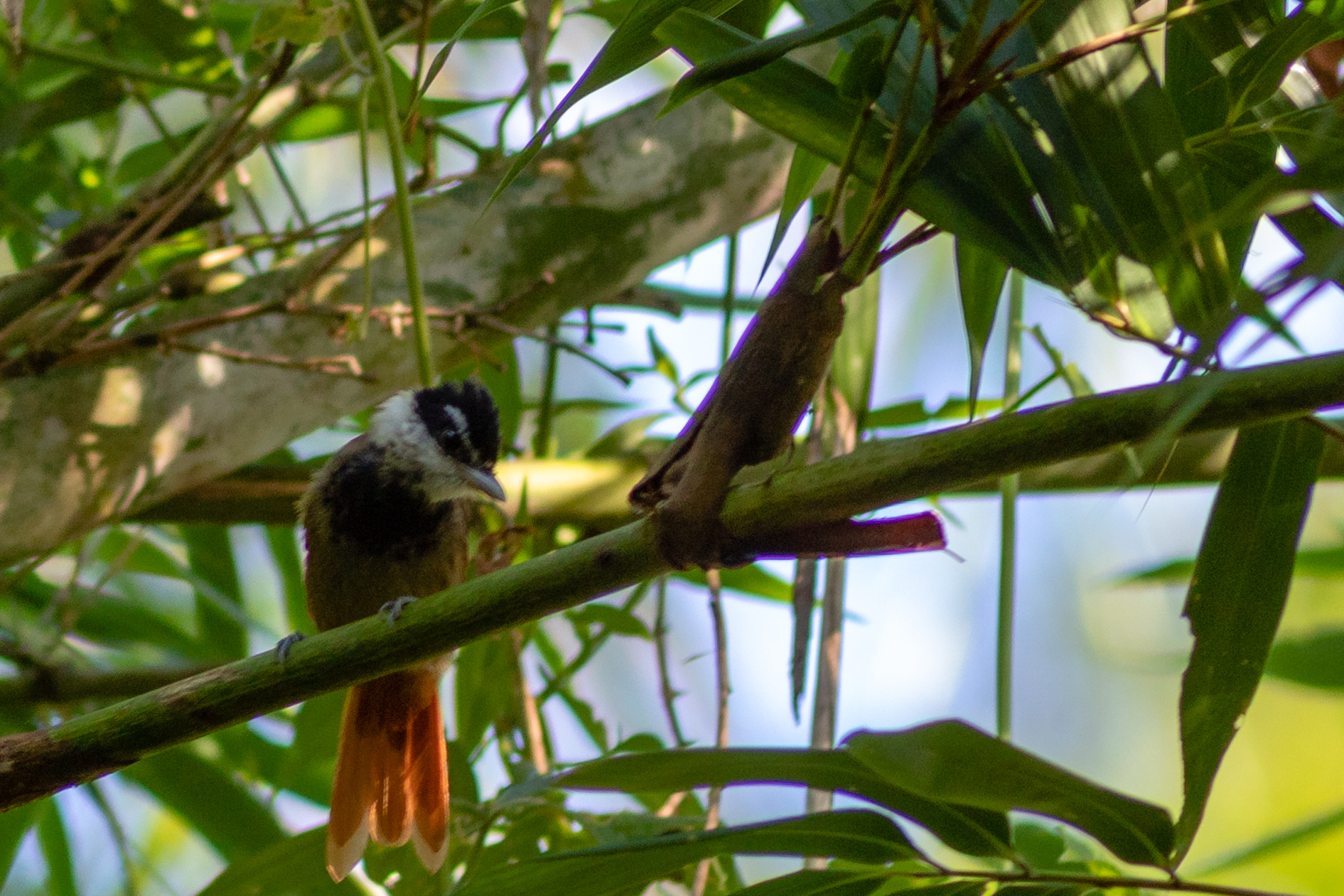 White-bearded Antshrike (Biatas nigropectus), photo 1