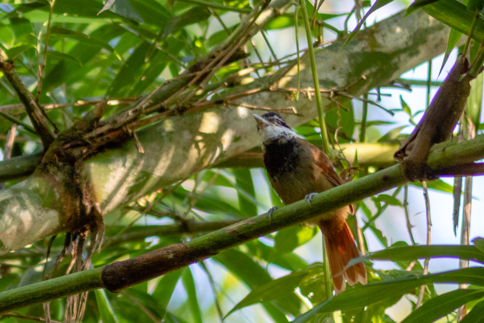 White-bearded Antshrike (Biatas nigropectus), photo 2