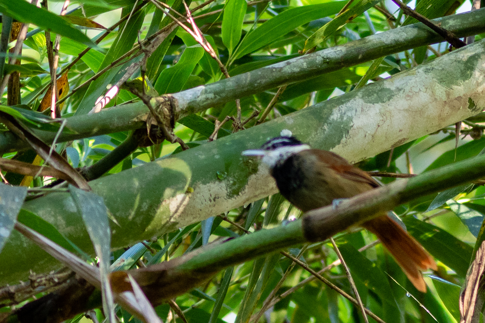 White-bearded Antshrike (Biatas nigropectus), photo 3