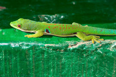 Phelsuma quadriocellata
