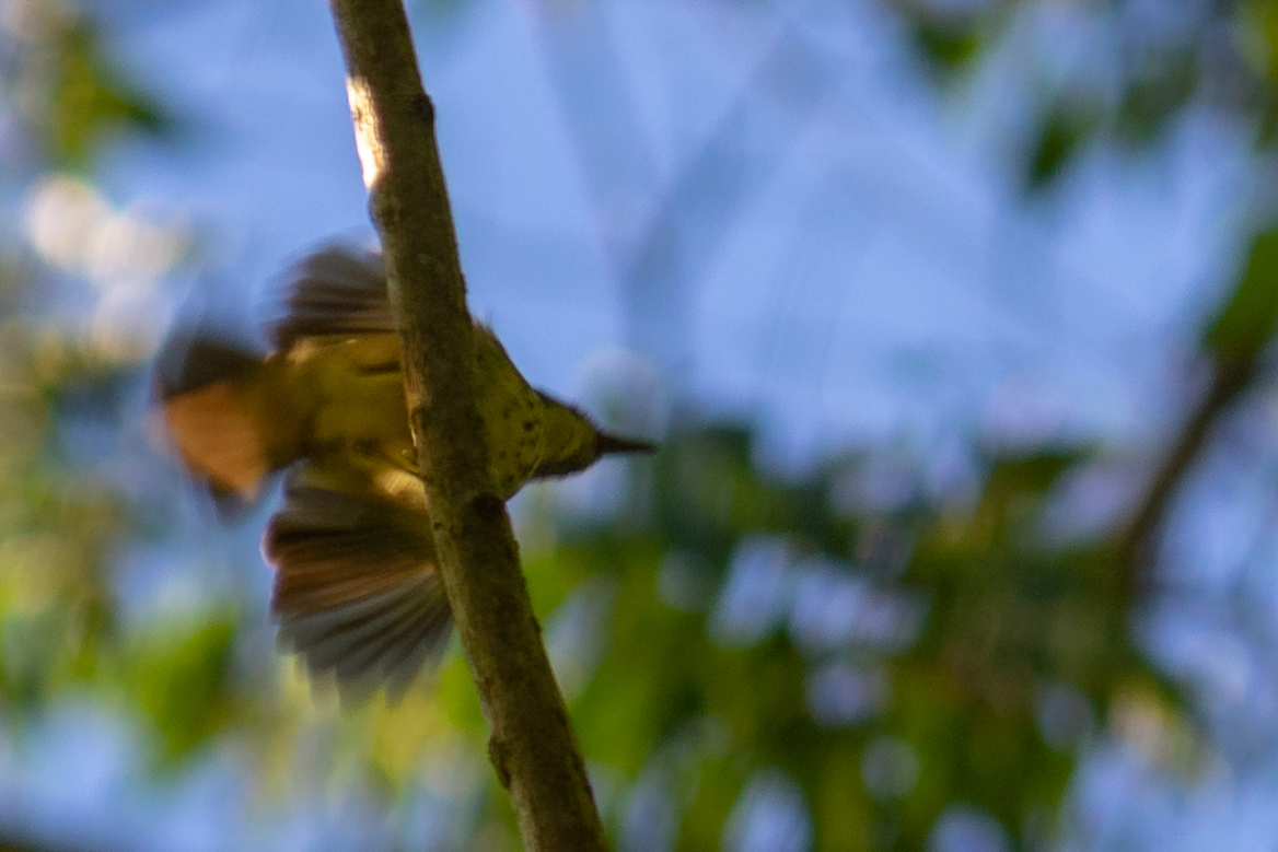 Streak-capped Antwren (Terenura maculata), photo 1