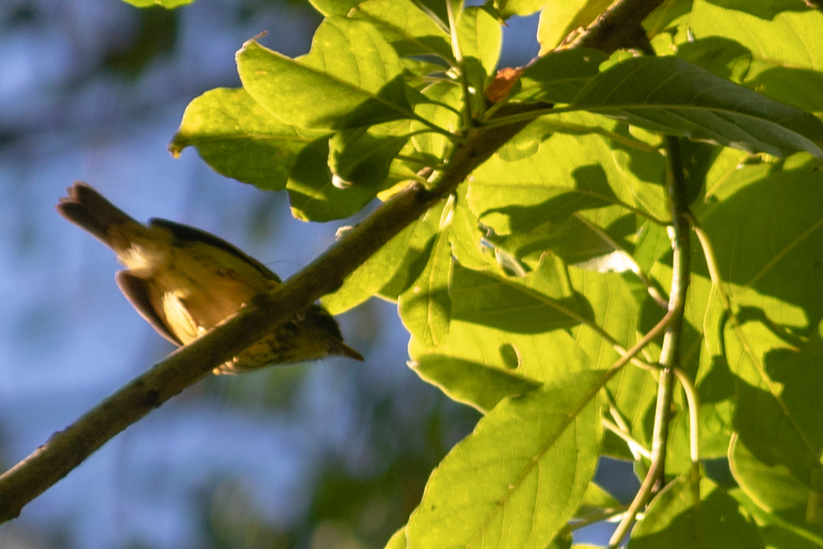 Streak-capped Antwren (Terenura maculata), photo 2