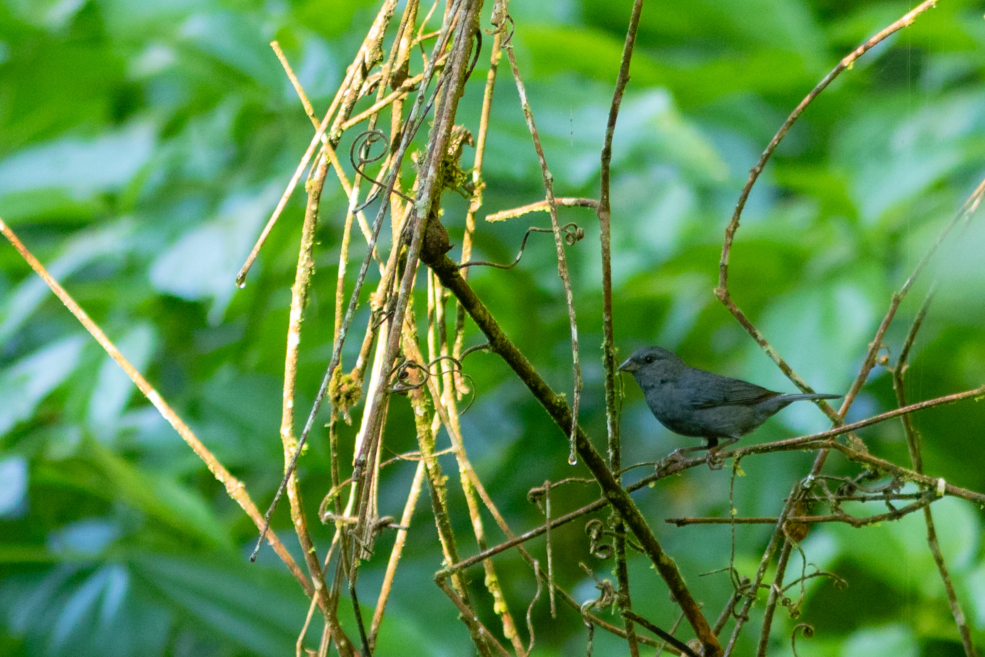 Uniform Finch (Haplospiza unicolor), photo 5