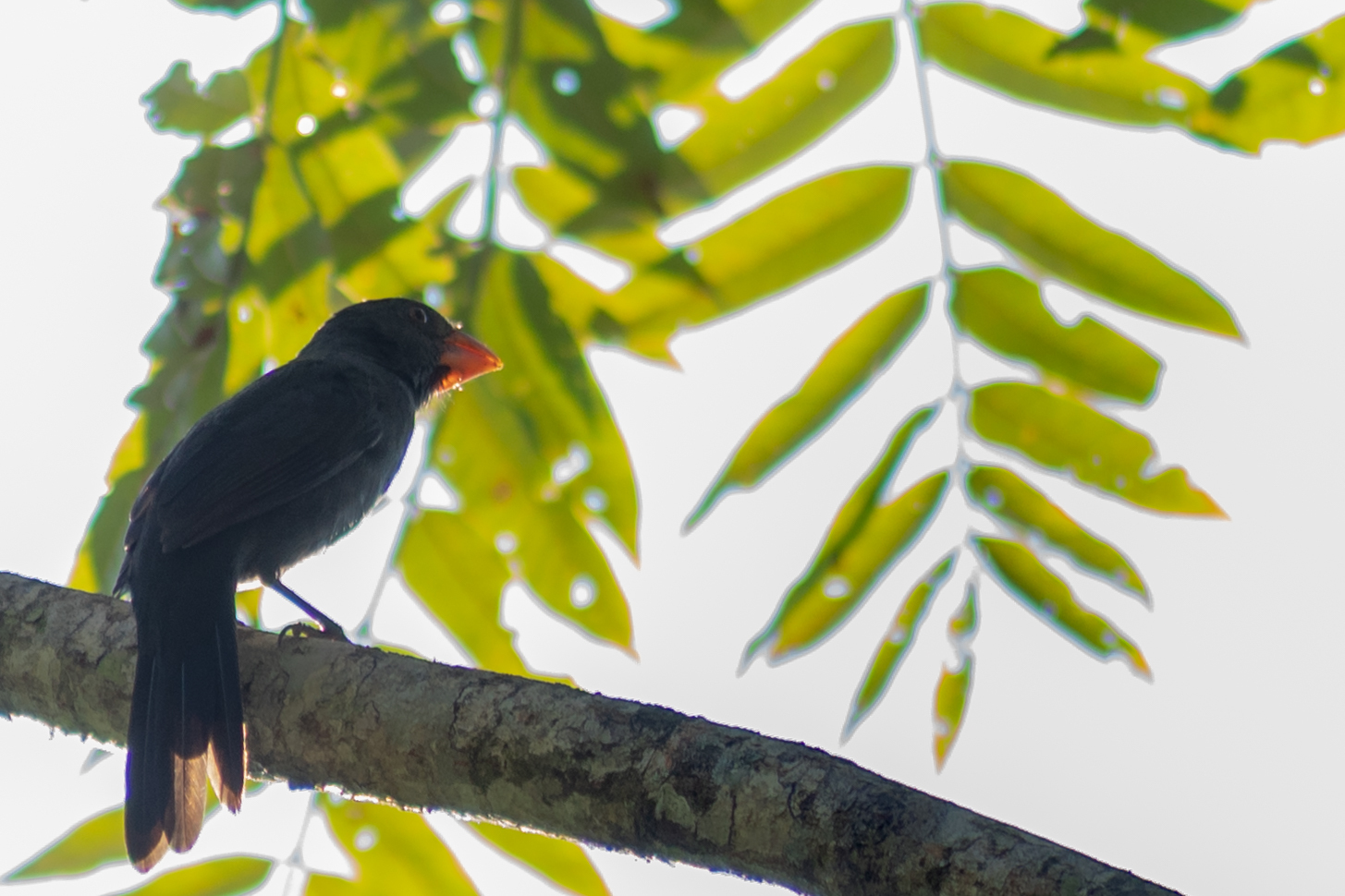 Black-throated Grosbeak (Saltator fuliginosus), photo 5