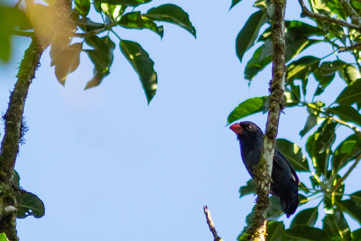 Black-throated Grosbeak (Saltator fuliginosus), photo 6