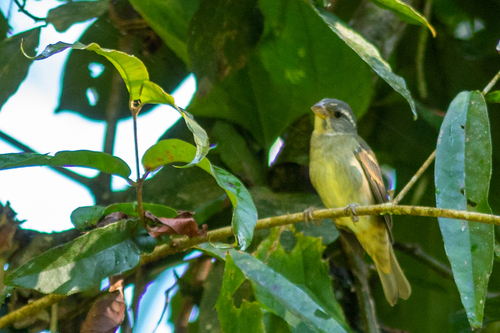 Buffy-fronted Seedeater (Sporophila frontalis), photo 9