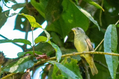 Buffy-fronted Seedeater (Sporophila frontalis), photo 2
