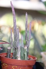 Kleinia stapeliiformis